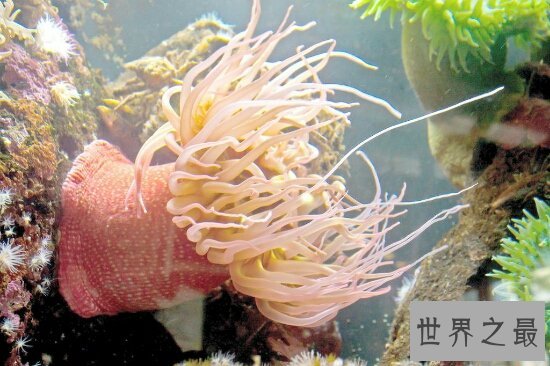 海洋十大毒物排行榜,一滴毒药就能杀死任何生物