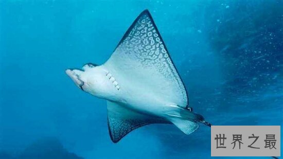 海洋十大毒物排行榜,一滴毒药就能杀死任何生物