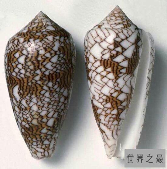 海洋十大毒物排行榜,一滴毒药就能杀死任何生物