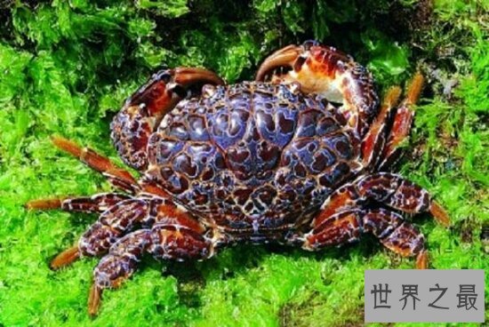 海洋十大毒物排行榜,一滴毒药就能杀死任何生物