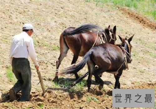 世界十大重型马排名,夏尔马身高竟然可以达到两米