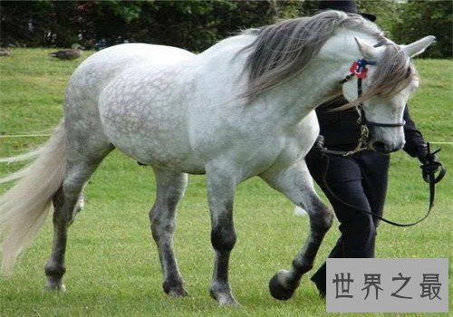 世界十大重型马排名,夏尔马身高竟然可以达到两米