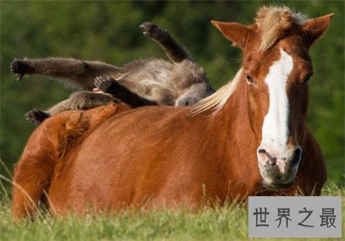 世界十大重型马排名,夏尔马身高竟然可以达到两米