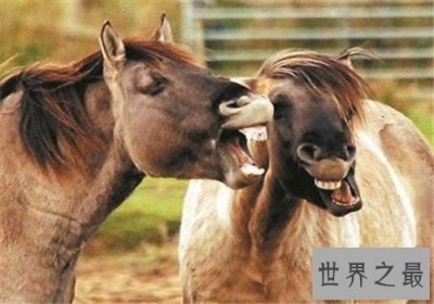 ​世界十大重型马排名，夏尔马身高竟然可以达到两米