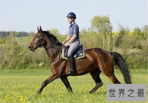 世界十大重型马排名,夏尔马身高竟然可以达到两米