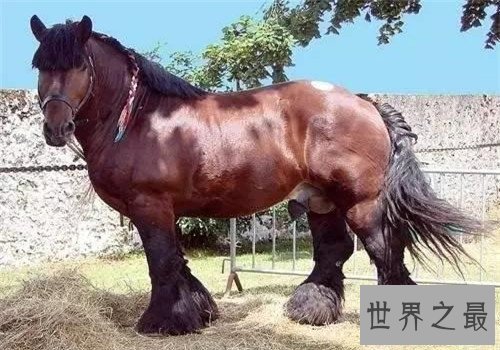 世界十大重型马排名,夏尔马身高竟然可以达到两米