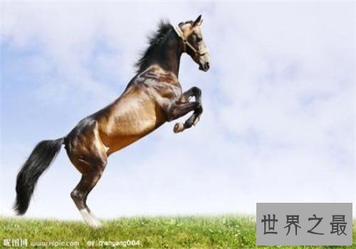 世界十大重型马排名,夏尔马身高竟然可以达到两米