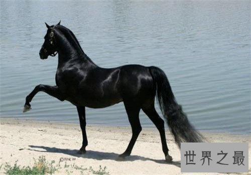 世界十大重型马排名,夏尔马身高竟然可以达到两米