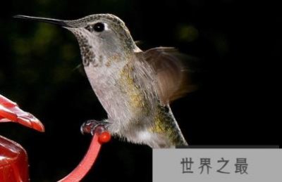 ​世界上最小的鸟，还没有硬币重