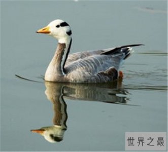 ​世界上最美的十种鸭子，鸳鸯竟然不是第一！！