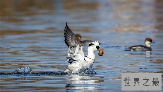 世界上最美的十种鸭子，鸳鸯竟然不是第一！！