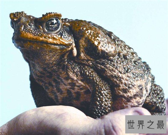 海蟾蜍专吃甘蔗地里的虫子,含有巨大毒性不能食用