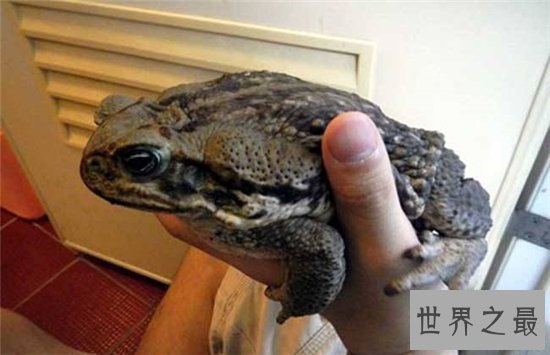 海蟾蜍专吃甘蔗地里的虫子,含有巨大毒性不能食用