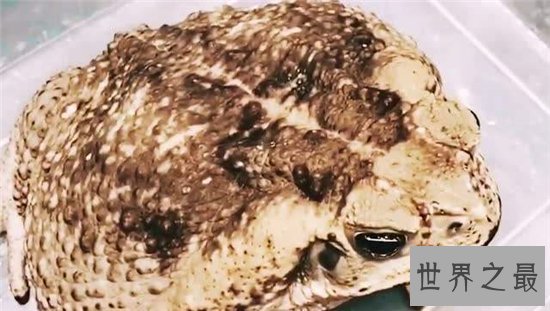 海蟾蜍专吃甘蔗地里的虫子,含有巨大毒性不能食用