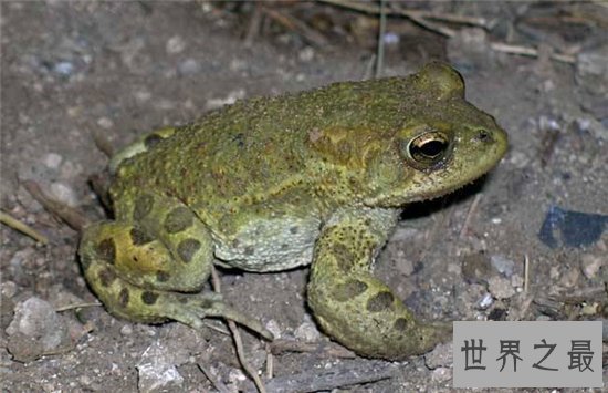 海蟾蜍专吃甘蔗地里的虫子,含有巨大毒性不能食用