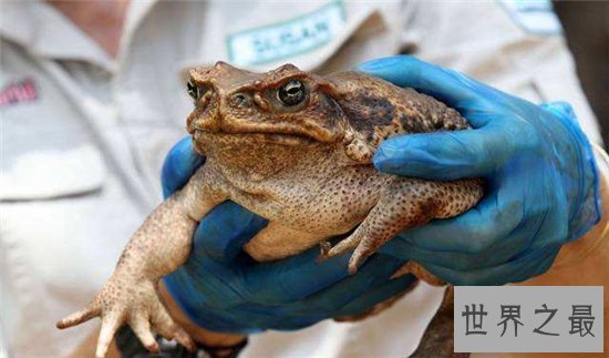 海蟾蜍专吃甘蔗地里的虫子,含有巨大毒性不能食用