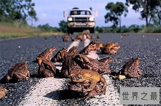 海蟾蜍专吃甘蔗地里的虫子,含有巨大毒性不能食用