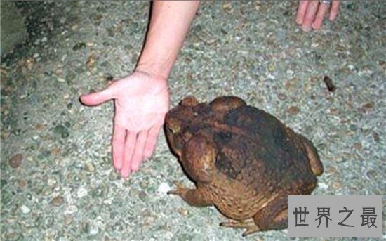 海蟾蜍专吃甘蔗地里的虫子,含有巨大毒性不能食用