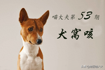 ​狗狗窝咳的原因、症状以及应对措施分析！