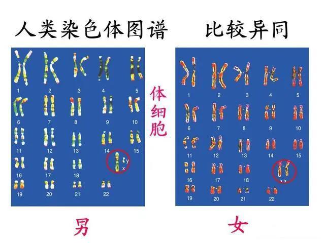 结婚6年没孩子，查出丈夫非男性竟是“女儿身”？网友:刷新认知！