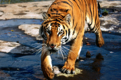 ​狗的天敌是什么?陆地最大的肉食哺乳类(时速达60公里)