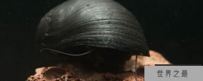 ​金刚螺怎么繁殖