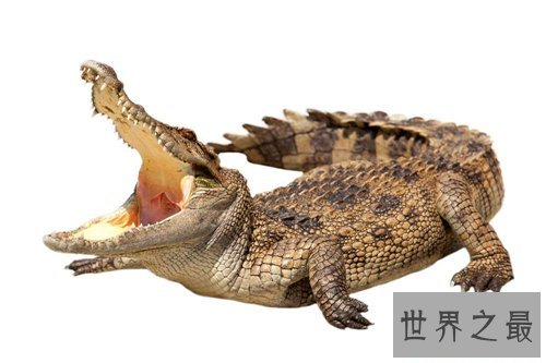 狗鳄拥有快速奔跑能力 能一口咬死剑齿虎