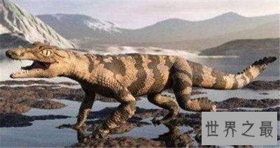 ​狗鳄拥有快速奔跑能力 能一口咬死剑齿虎