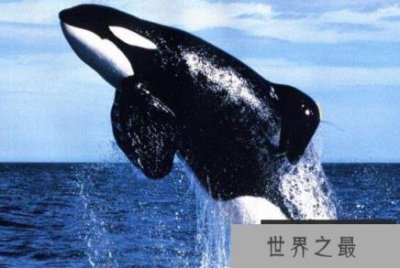 ​海上霸主杀人鲸智商超高，杀人鲸却从不主动伤害人类