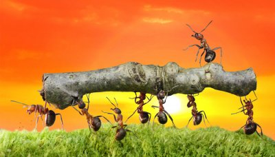 ​红火蚁在中国的天敌