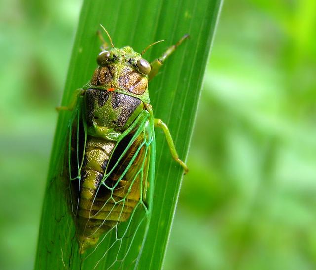 虞世南写的蝉（蝉虞世南唐代）(8)