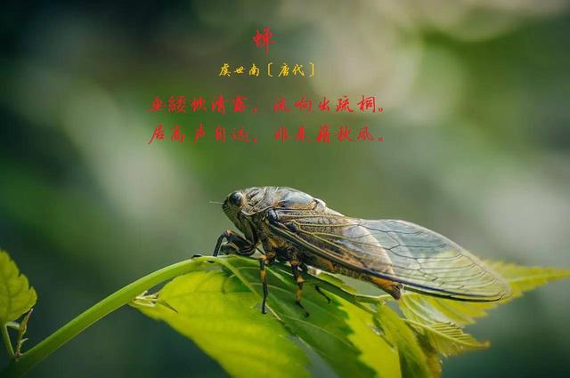 虞世南写的蝉（蝉虞世南唐代）(2)