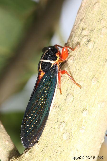 虞世南写的蝉（蝉虞世南唐代）(15)