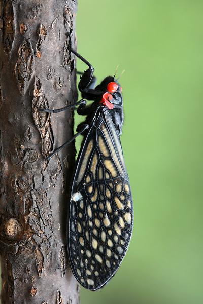 虞世南写的蝉（蝉虞世南唐代）(6)