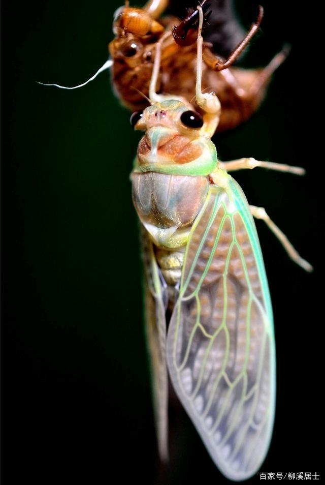 虞世南写的蝉（蝉虞世南唐代）(5)