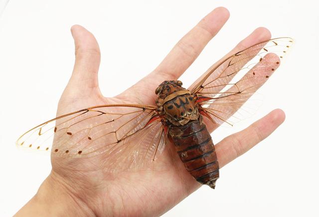 虞世南写的蝉（蝉虞世南唐代）(17)