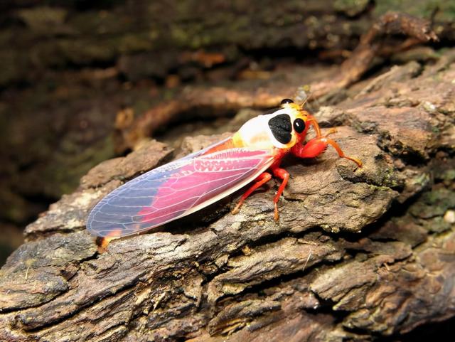虞世南写的蝉（蝉虞世南唐代）(3)