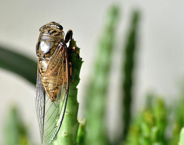 虞世南写的蝉（蝉虞世南唐代）(16)