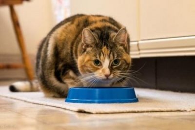 ​昆明裂腹鱼，昆明裂腹鱼研究情况