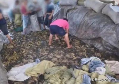 ​白象集团姚东良简介（白象老总多厉害）