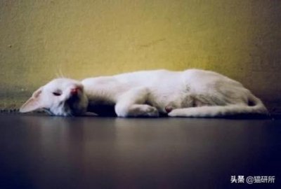 ​猫身上会携带新型冠状病毒吗？