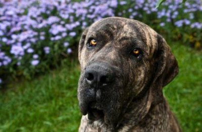 ​银背约克夏多少钱一只，约克夏银背好还是蓝背