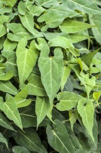 ​百年野生何首乌价格