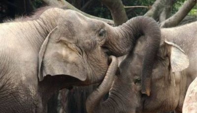 ​动物繁殖，动物生殖繁育过程？