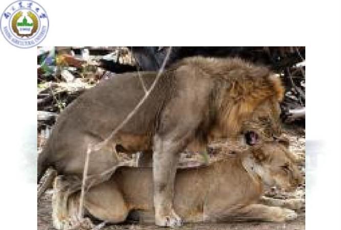 动物繁殖行为的基本过程