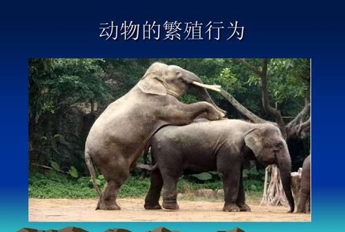 动物咋繁衍后代的