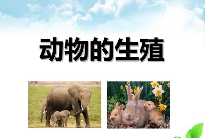 动物生殖与繁育是什么变化