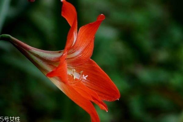 朱顶红有什么寓意呢 朱顶红的市场价格是怎么样呢