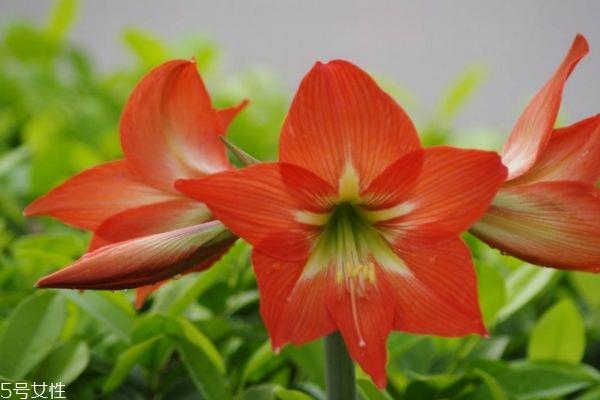 朱顶红有什么寓意呢 朱顶红的市场价格是怎么样呢