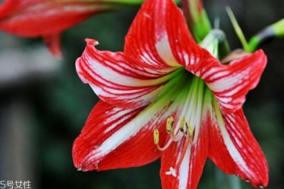 ​朱顶红有什么寓意呢 朱顶红的市场价格是怎么样呢